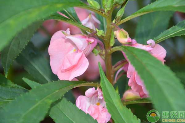 鳳仙花怎么種？-圖片版權(quán)歸惠農(nóng)網(wǎng)所有