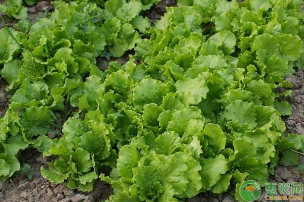 春季生菜的種植方法和時間-圖片版權(quán)歸惠農(nóng)網(wǎng)所有