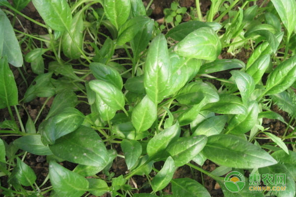 春天菠菜的種植方法和時間-圖片版權(quán)歸惠農(nóng)網(wǎng)所有