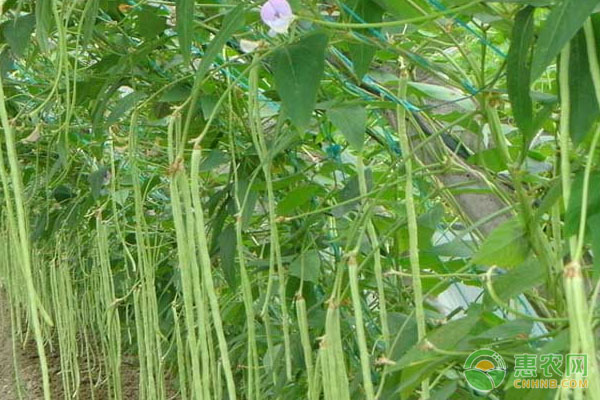 春天種豆角什么時間好？-圖片版權(quán)歸惠農(nóng)網(wǎng)所有