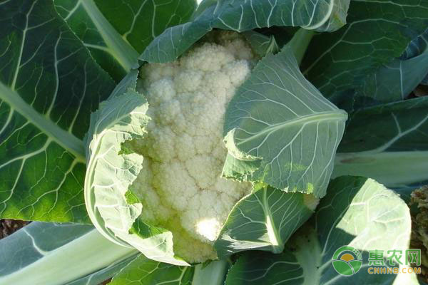 春天可以种西兰花吗？-图片版权归惠农网所有