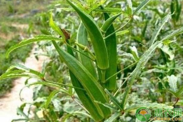 秋葵怎么種植？-圖片版權(quán)歸惠農(nóng)網(wǎng)所有