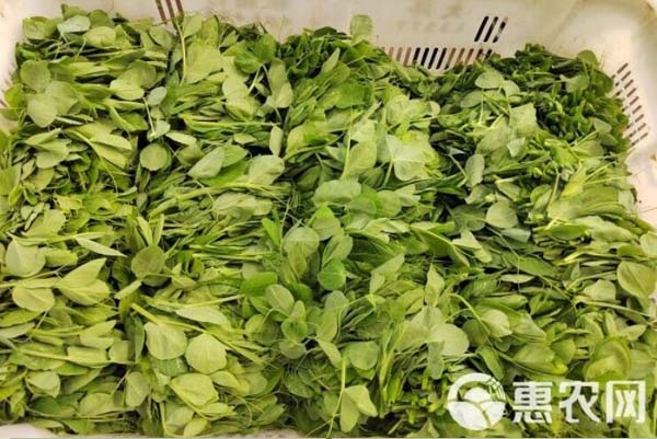 豌豆苗的種植方法-圖片版權(quán)歸惠農(nóng)網(wǎng)所有