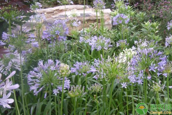 百子蓮的種植方法和時間-圖片版權(quán)歸惠農(nóng)網(wǎng)所有