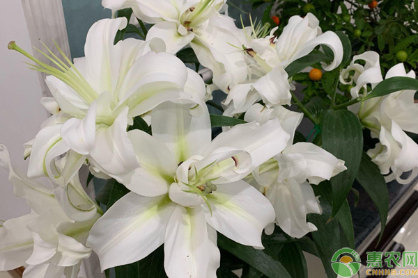 百合的種植技術和栽培方法-圖片版權歸惠農(nóng)網(wǎng)所有