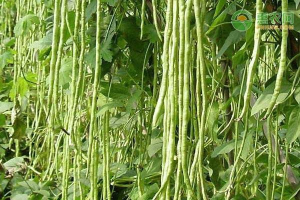 長(zhǎng)豆角種植時(shí)間和方法-圖片版權(quán)歸惠農(nóng)網(wǎng)所有