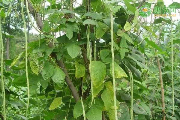 長(zhǎng)豆角種植時(shí)間和方法-圖片版權(quán)歸惠農(nóng)網(wǎng)所有