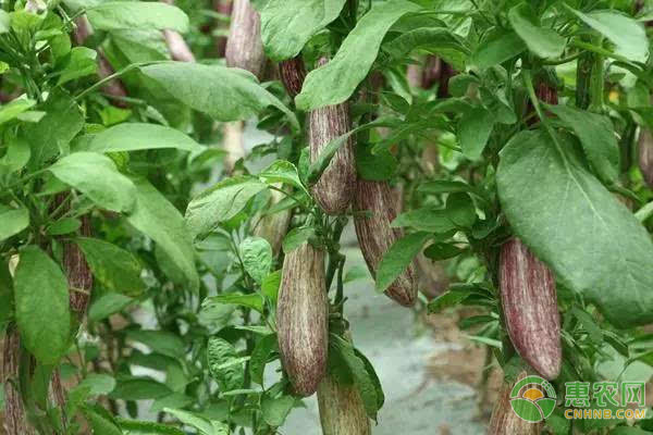 春季露天茄子種植時(shí)間-圖片版權(quán)歸惠農(nóng)網(wǎng)所有