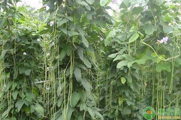 長(zhǎng)豆角種植時(shí)間和方法-圖片版權(quán)歸惠農(nóng)網(wǎng)所有