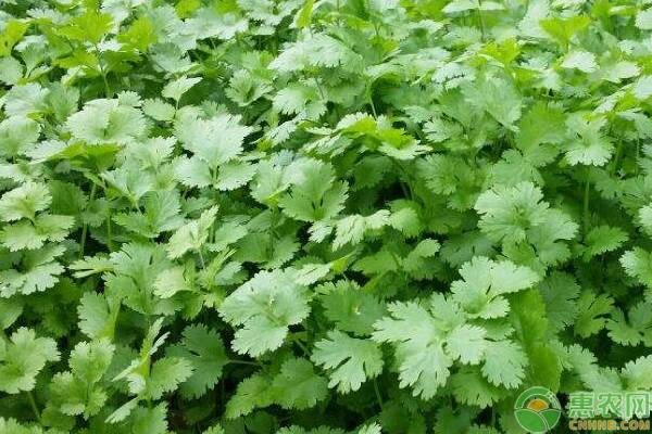 香菜籽怎么種才能盡快發(fā)芽？-圖片版權(quán)歸惠農(nóng)網(wǎng)所有