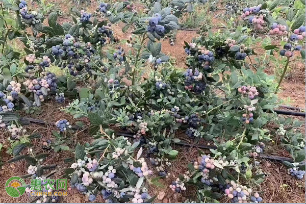 藍莓如何種植？-圖片版權歸惠農網所有