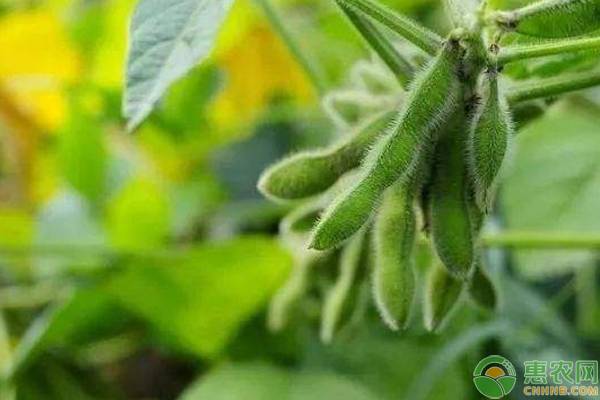 豆子種植方法和時(shí)間-圖片版權(quán)歸惠農(nóng)網(wǎng)所有