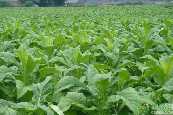 煙葉種植技術(shù)-圖片版權(quán)歸惠農(nóng)網(wǎng)所有