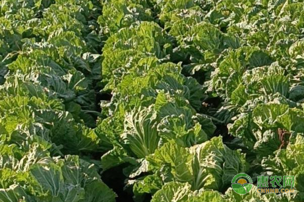 春季白菜種植技術(shù)-圖片版權(quán)歸惠農(nóng)網(wǎng)所有