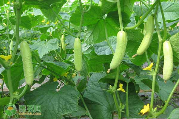 春季露天黃瓜種植時間-圖片版權(quán)歸惠農(nóng)網(wǎng)所有