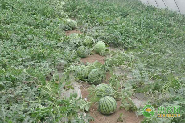 西瓜種植時間-圖片版權(quán)歸惠農(nóng)網(wǎng)所有