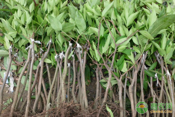 莲雾种植方法-图片版权归惠农网所有
