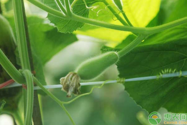 葫瓜種植時間和方法-圖片版權(quán)歸惠農(nóng)網(wǎng)所有