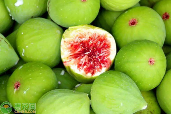 無(wú)花果樹怎樣種植和管理？-圖片版權(quán)歸惠農(nóng)網(wǎng)所有