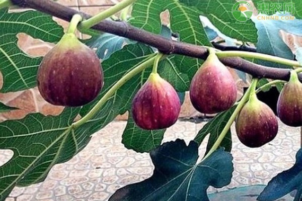 無(wú)花果樹怎樣種植和管理？-圖片版權(quán)歸惠農(nóng)網(wǎng)所有