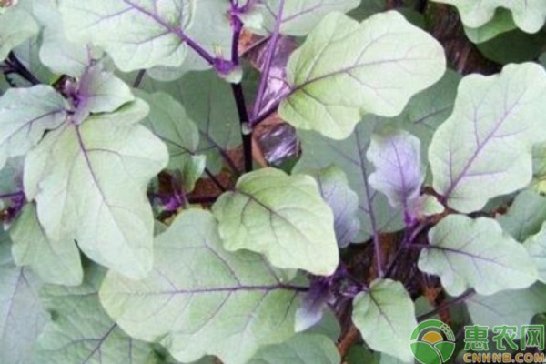 茄子種植技術和管理方法-圖片版權歸惠農網所有