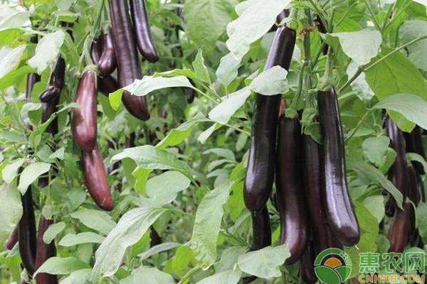 茄子種植技術和管理方法-圖片版權歸惠農網所有