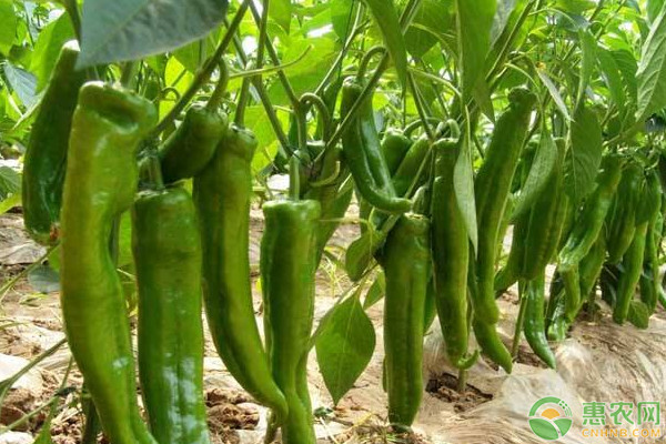 辣椒種植方法與管理技術-圖片版權(quán)歸惠農(nóng)網(wǎng)所有