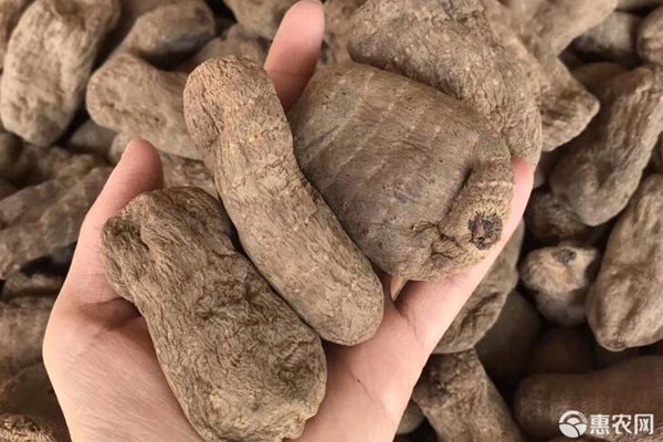 天麻種植技術(shù)與栽培管理-圖片版權(quán)歸惠農(nóng)網(wǎng)所有