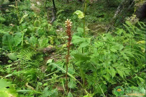 天麻種植技術(shù)與栽培管理-圖片版權(quán)歸惠農(nóng)網(wǎng)所有