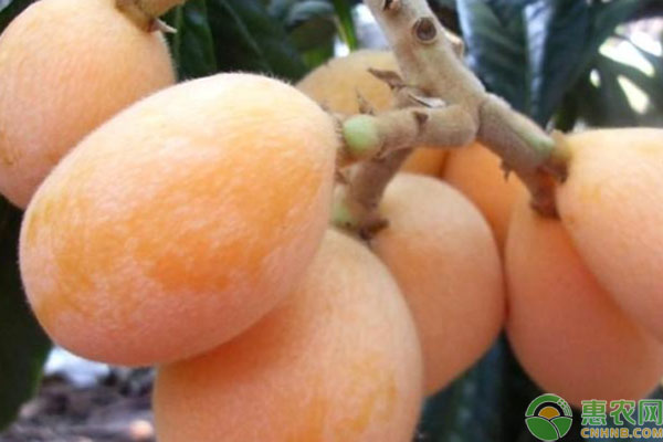 枇杷樹(shù)的種植管理和施肥-圖片版權(quán)歸惠農(nóng)網(wǎng)所有