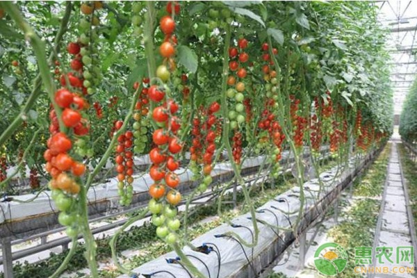 西紅柿的種植技術與管理方法-圖片版權歸惠農(nóng)網(wǎng)所有