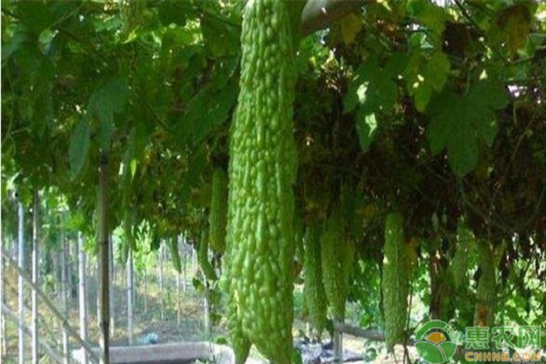 苦瓜種植方法與管理技術(shù)-圖片版權(quán)歸惠農(nóng)網(wǎng)所有