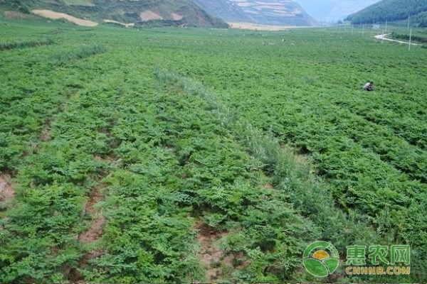 何首乌种植技术和栽培管理-图片版权归惠农网所有