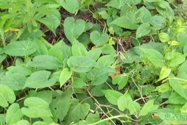 何首乌种植技术和栽培管理-图片版权归惠农网所有