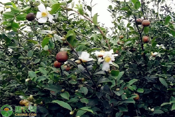 高產(chǎn)油茶種植栽培新技術(shù)規(guī)程-圖片版權(quán)歸惠農(nóng)網(wǎng)所有