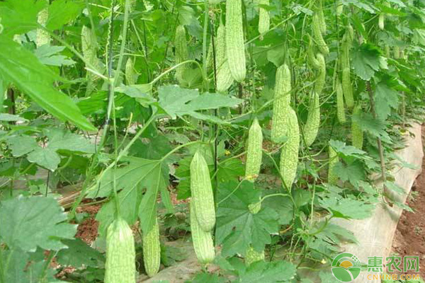 苦瓜種植方法與管理技術(shù)-圖片版權(quán)歸惠農(nóng)網(wǎng)所有