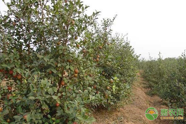 高產(chǎn)油茶種植栽培新技術(shù)規(guī)程-圖片版權(quán)歸惠農(nóng)網(wǎng)所有