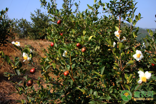 高產(chǎn)油茶種植栽培新技術(shù)規(guī)程-圖片版權(quán)歸惠農(nóng)網(wǎng)所有