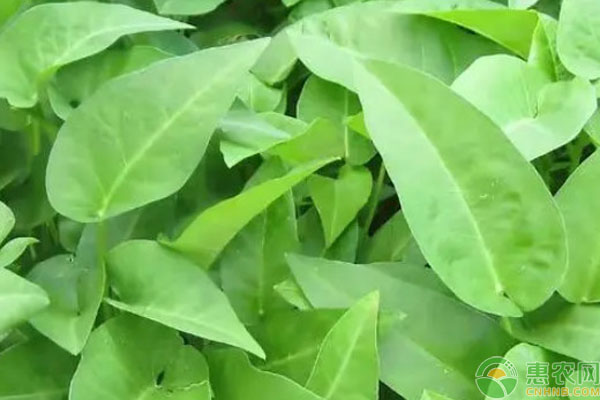 空心菜種植時間與方法-圖片版權歸惠農(nóng)網(wǎng)所有