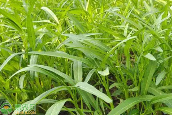 空心菜種植時間與方法-圖片版權歸惠農(nóng)網(wǎng)所有