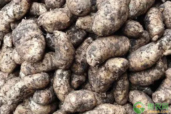天麻種植技術(shù)和栽培管理-圖片版權(quán)歸惠農(nóng)網(wǎng)所有