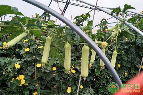 絲瓜種植技術(shù)和管理方法-圖片版權(quán)歸惠農(nóng)網(wǎng)所有