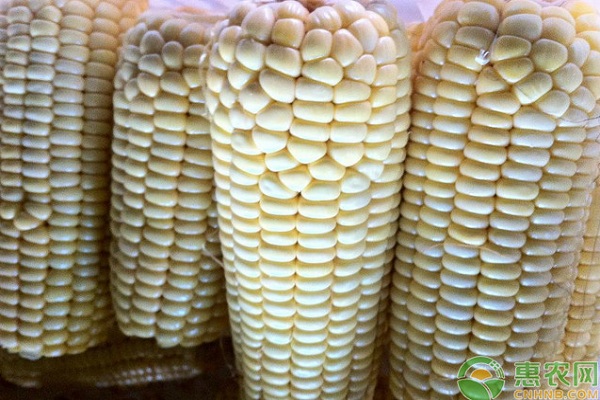 玉米種植技術(shù)和管理施肥-圖片版權(quán)歸惠農(nóng)網(wǎng)所有