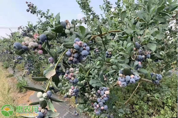 藍(lán)莓種植技術(shù)與管理方法-圖片版權(quán)歸惠農(nóng)網(wǎng)所有