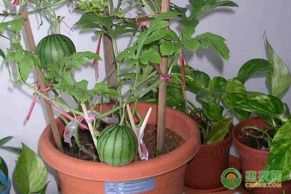盆栽西瓜的种植方法和管理-图片版权归惠农网所有