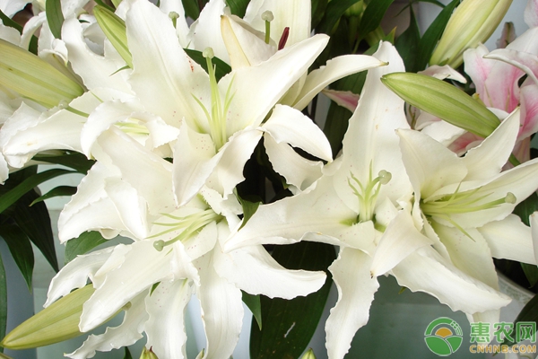 百合花种球怎么种植方法-图片版权归惠农网所有