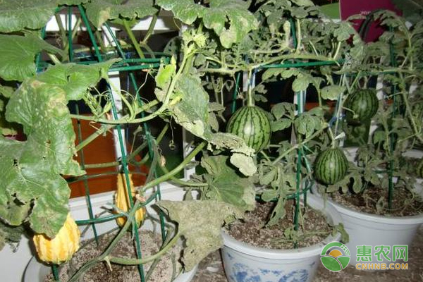 盆栽西瓜的种植方法和管理-图片版权归惠农网所有