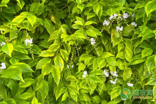 连翘种植技术和栽培管理-图片版权归惠农网所有