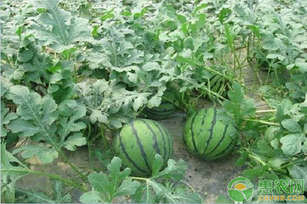 西瓜的種植方法和管理辦法-圖片版權(quán)歸惠農(nóng)網(wǎng)所有