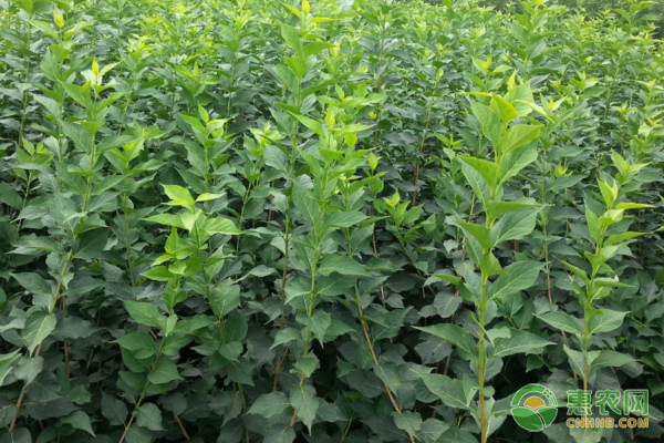 连翘种植技术和栽培管理-图片版权归惠农网所有